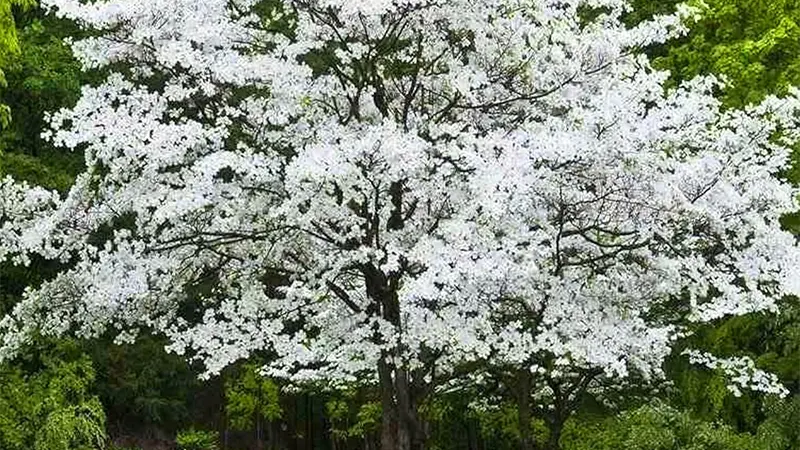 White Dogwood Tree