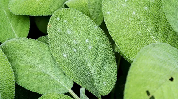 White powdery leaves of Salvia