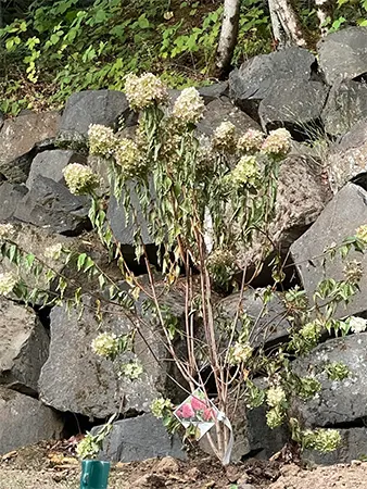 Wilted leaves of Panicle Hydrangea