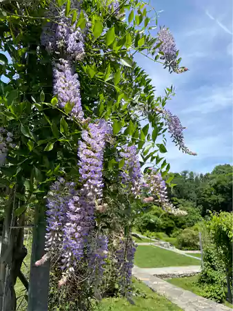 Wisteria