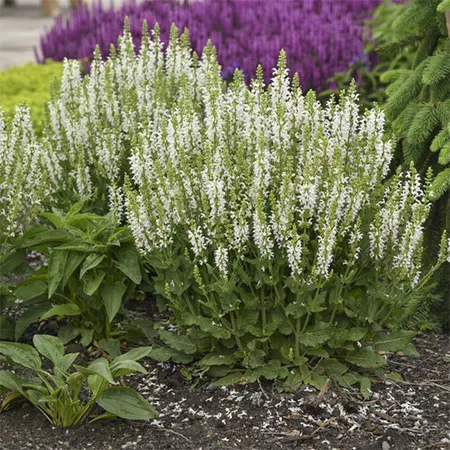 Woodland sage