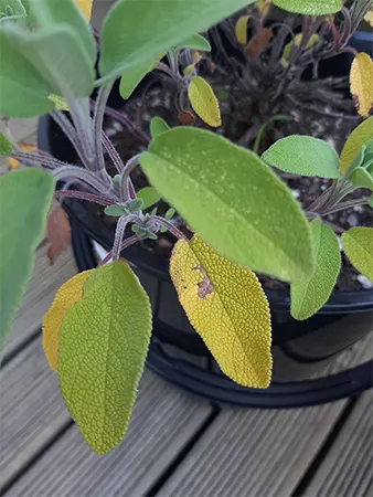 Yellow leaves of salvia