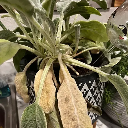 Yellowing leaves of the plant