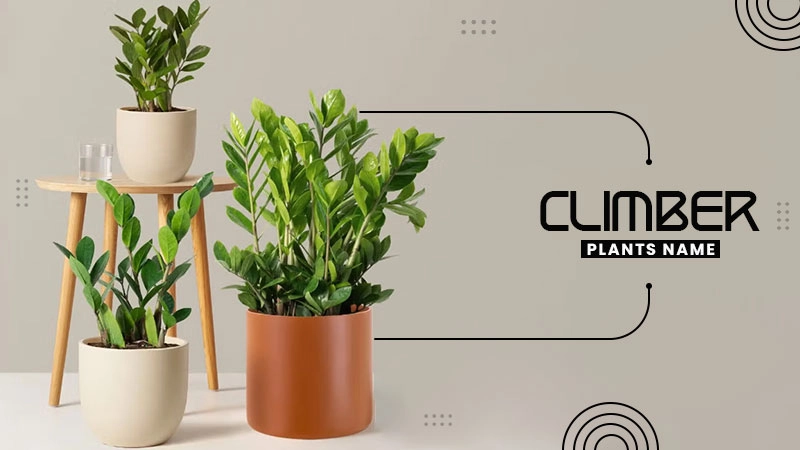 climber plants name