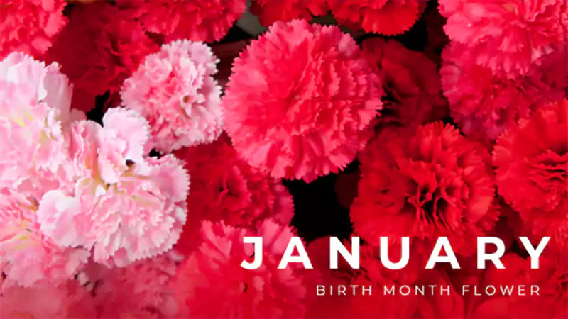 d-January Birth Flower