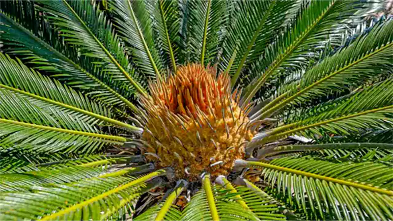 d-Palm Cycas Revoluta