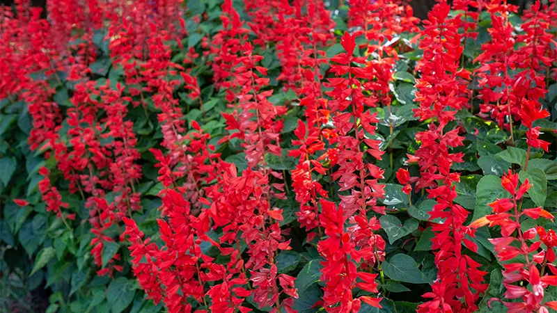d-Salvia