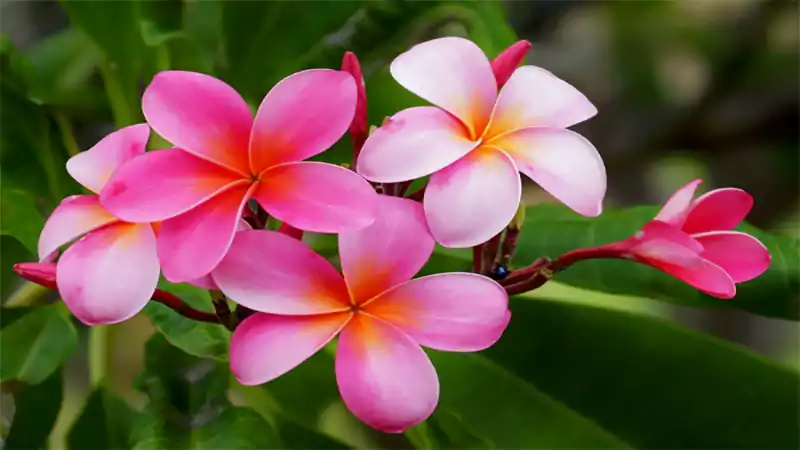 d-Tropical Flowers