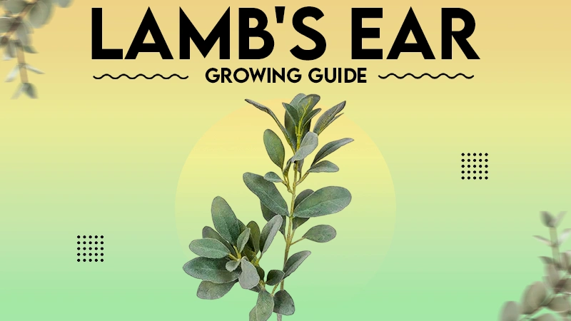 lamb's ear growing guide
