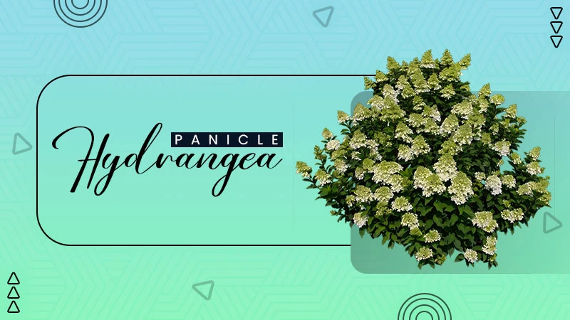 panicle hydrangea
