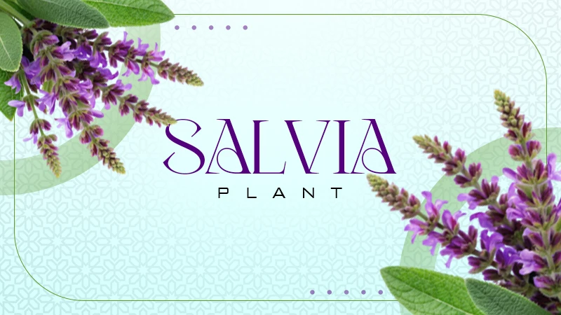 salvia plant