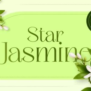 star jasmine