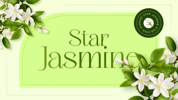 star jasmine
