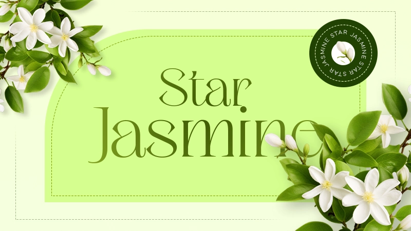 star jasmine
