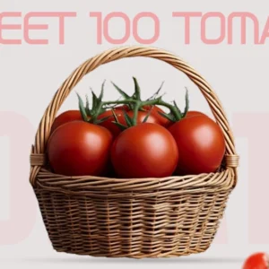 sweet-100-tomato