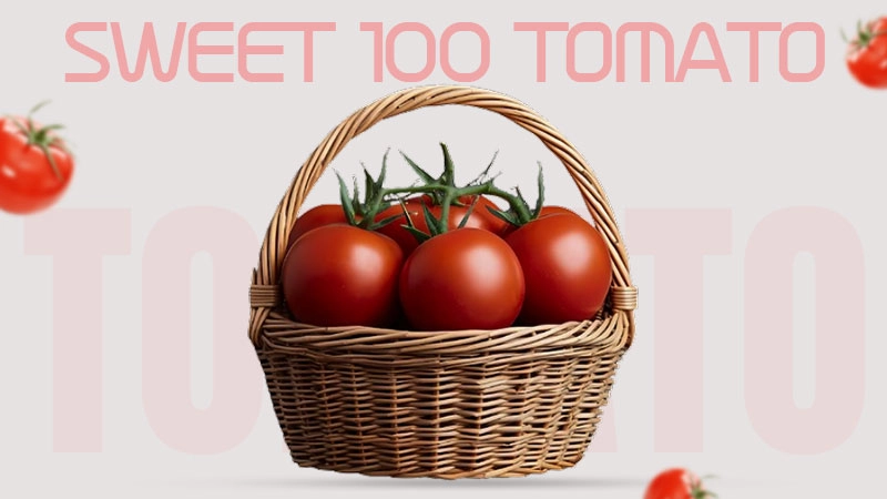 sweet-100-tomato