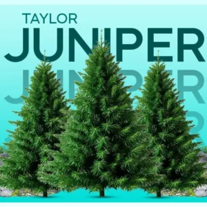 taylor juniper tree