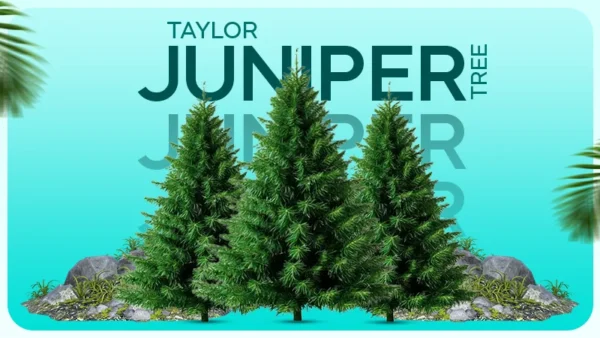 taylor juniper tree