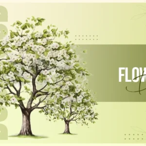 white flowering dogwood
