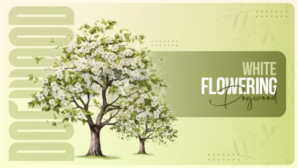 white flowering dogwood