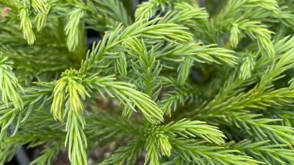 A close look at Dwarf Japanese Cedar leaves