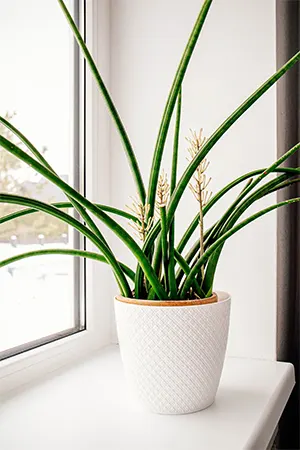 Africa Spear cultivar