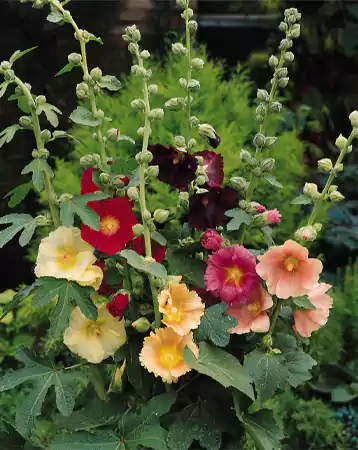 Alcea ficifolia