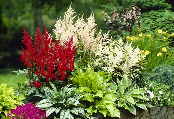 Astilbe spp