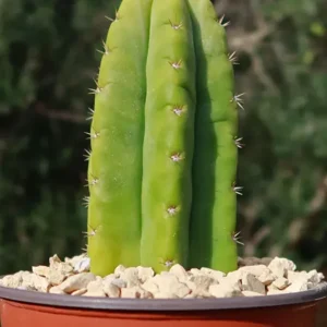 Baby Echinopsis