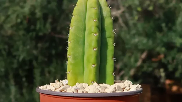 Baby Echinopsis