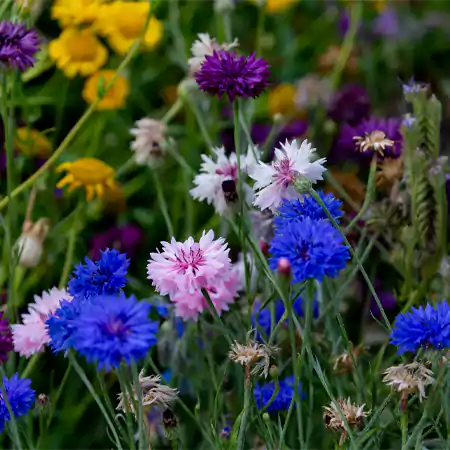 Bachelor Button Flowers
