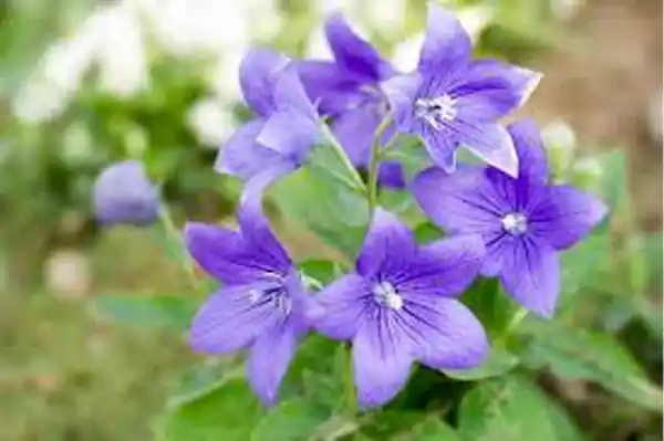 Balloon Flower