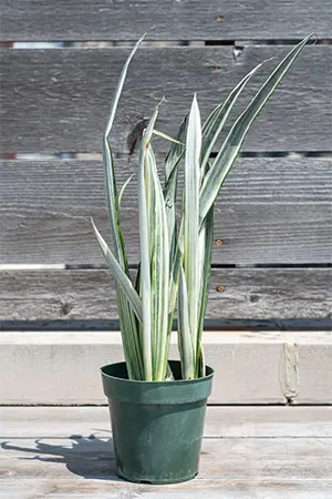 Bantel’s Sensation cultivar
