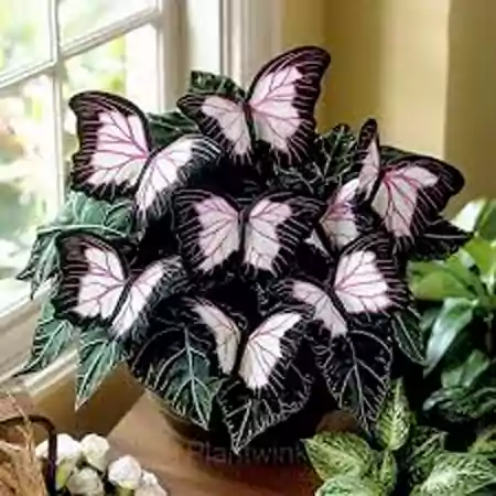 Begonia Moonlight Butterfly Plant