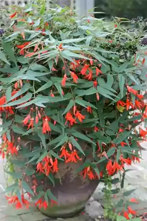 Begonia boliviensis