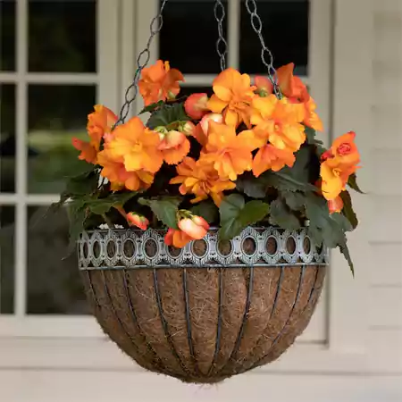 Begonia flowers
