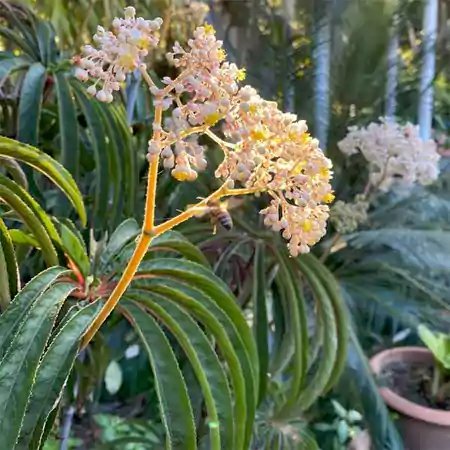 Begonia luxurians