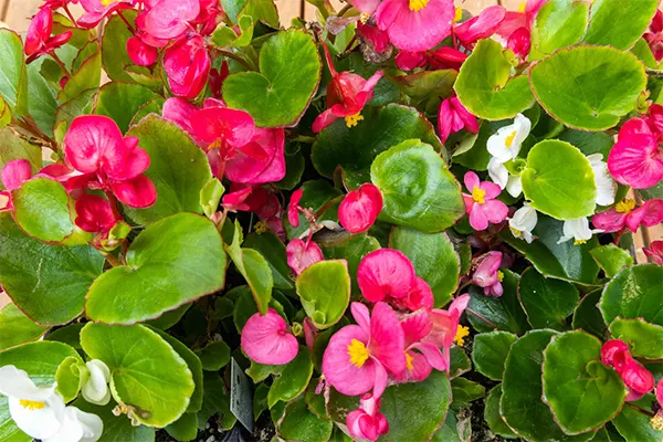 Begonia spp