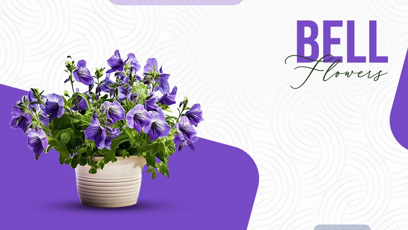 Bell Flower to Your Gardens