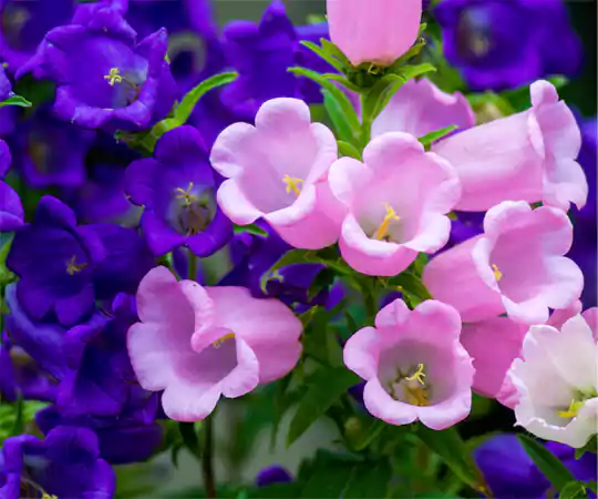 Bell Flowers Image