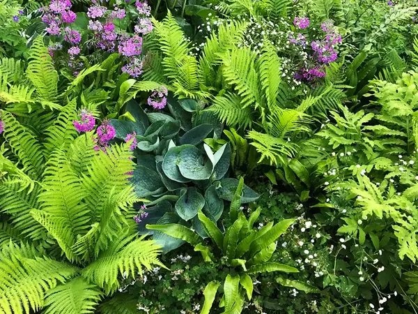 Benefits of Shade Plants