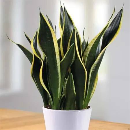 Black Gold cultivar