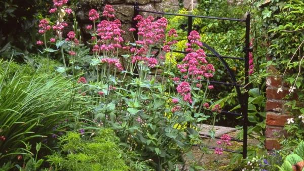 Blooming red flowers of Centranthus