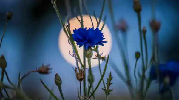 Bold blue color of the flower reflecting moonlight