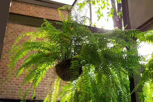 Boston Fern
