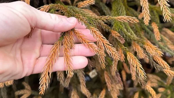 Bronze reddish shade of Dwarf Japanese Cedar