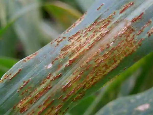 Brown spots and blotches in the leaves