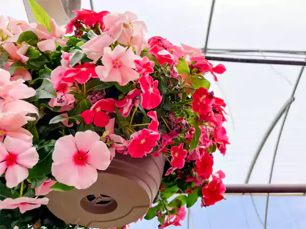 Bunch of C roseus flowers