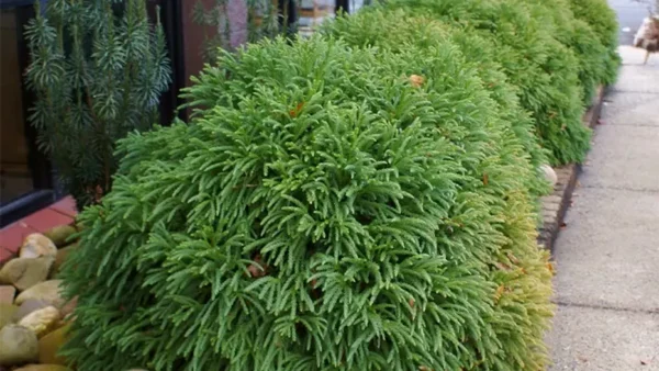 Bushes of Globosa Nana plant