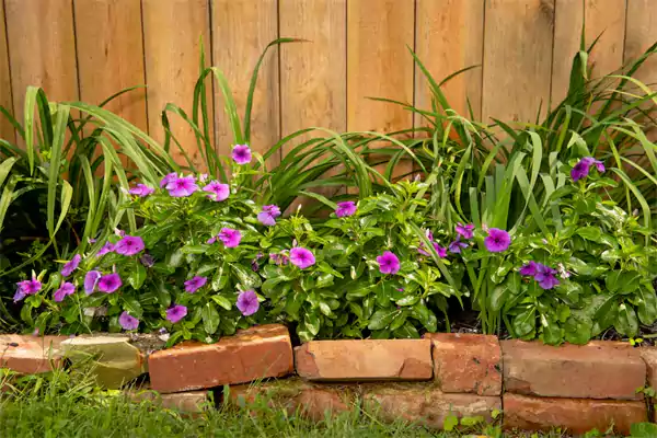 Bushes of Vinca annual flowers plant